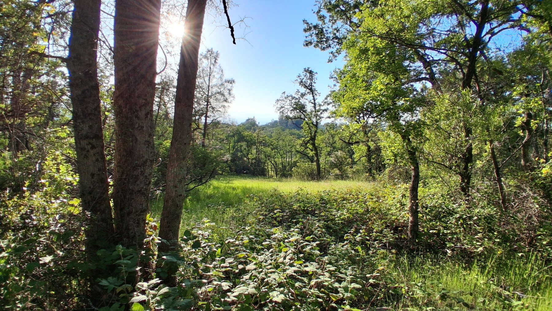 Water and vegetation