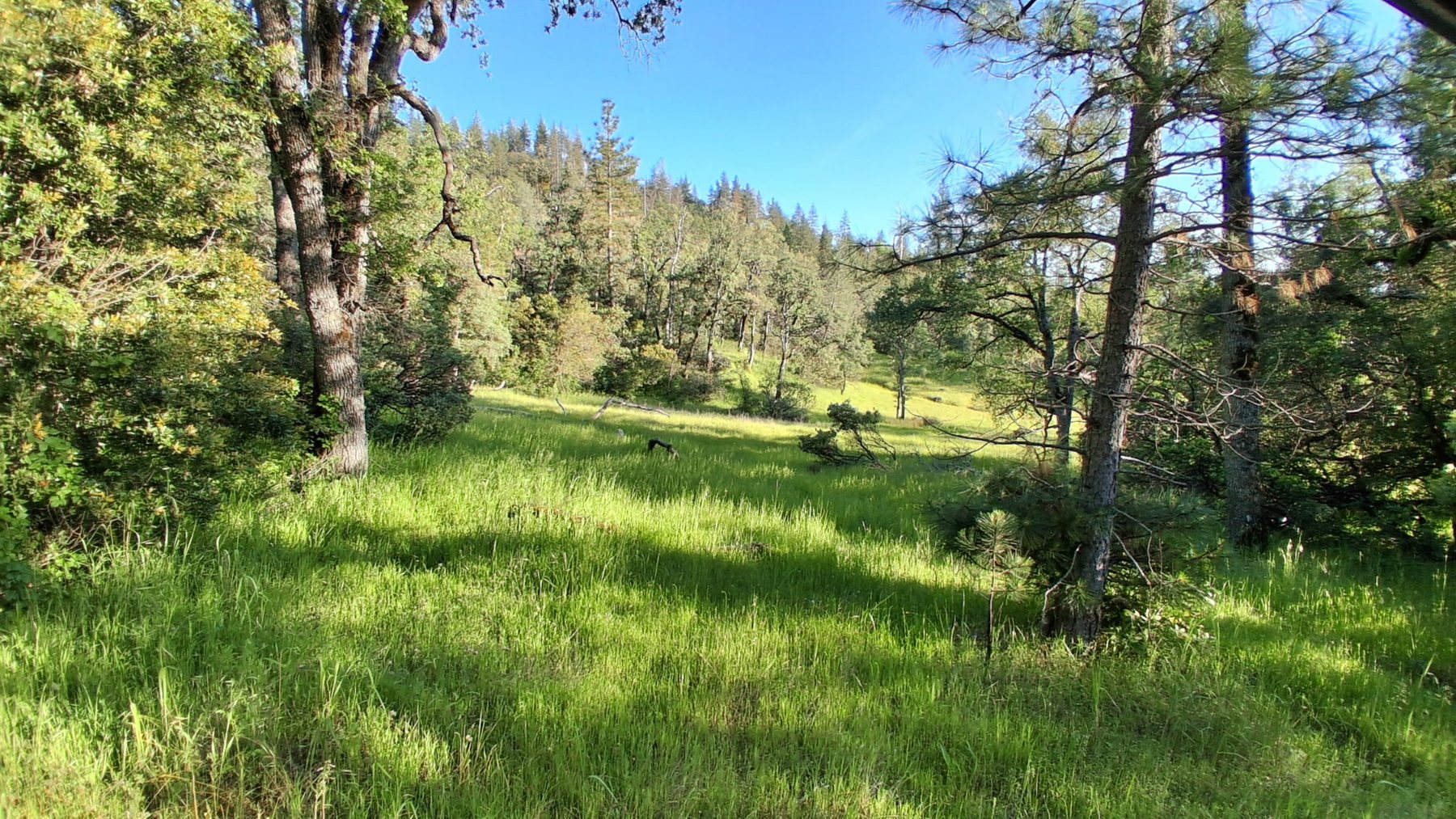 Wooded acreage