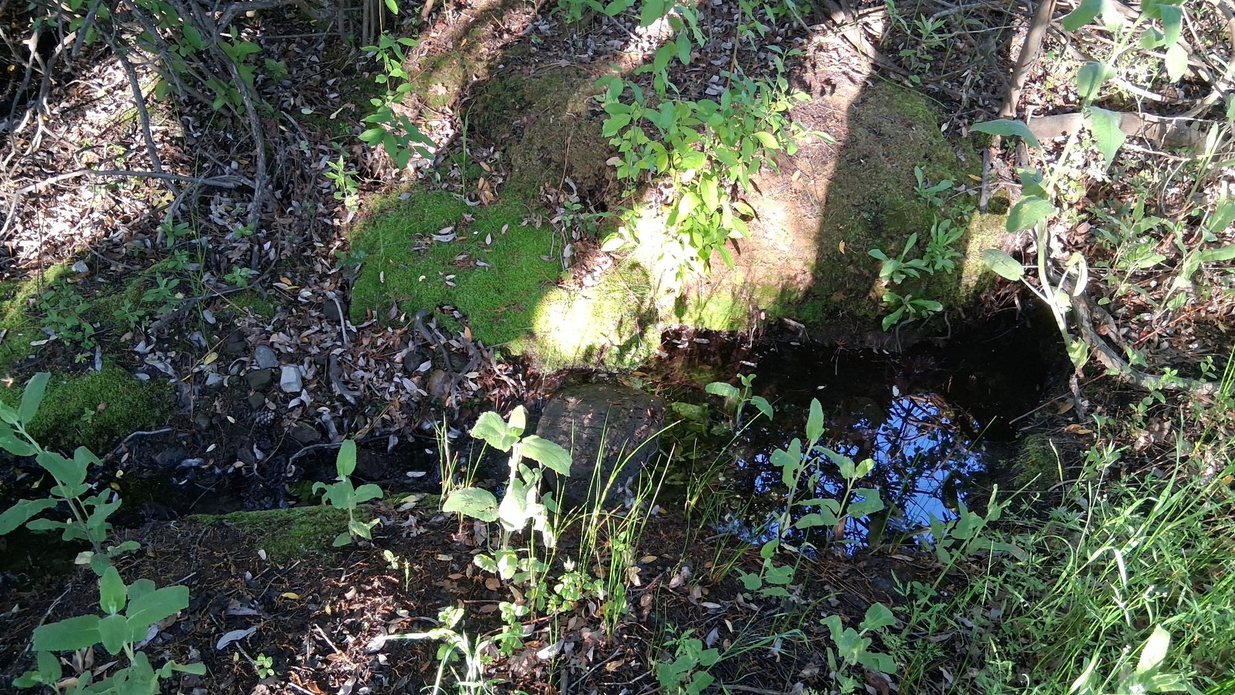 Wooded acreage
