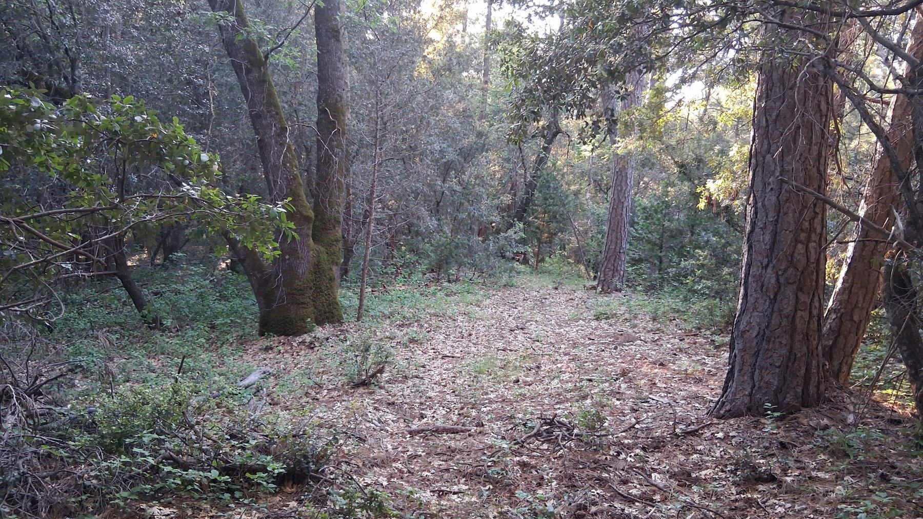 Open ground and timber