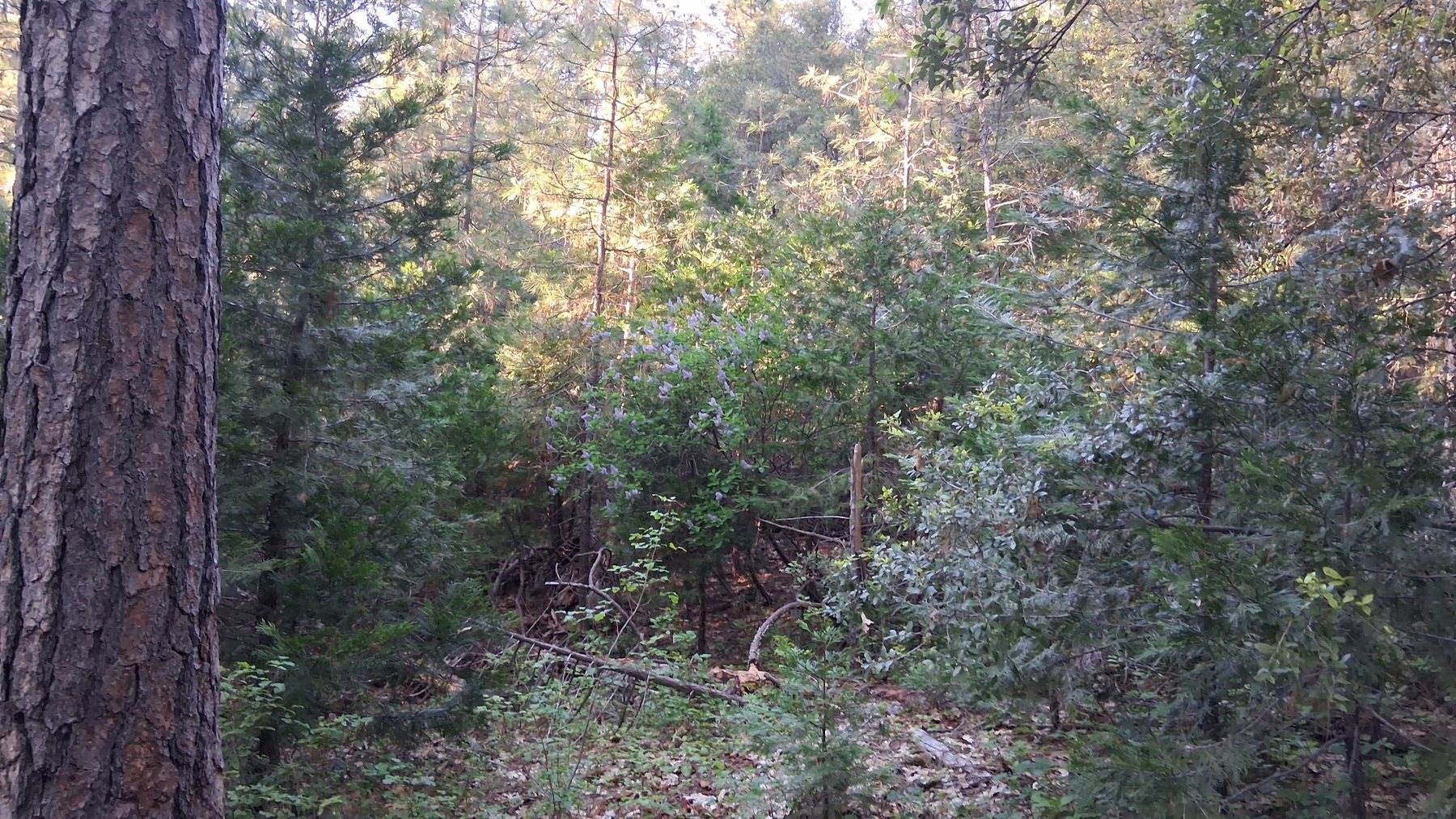 Water and vegetation
