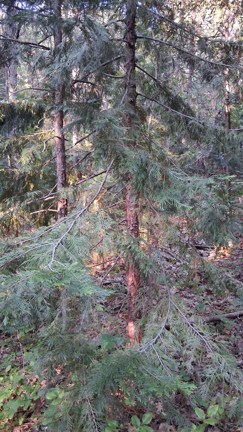 Northern California land view