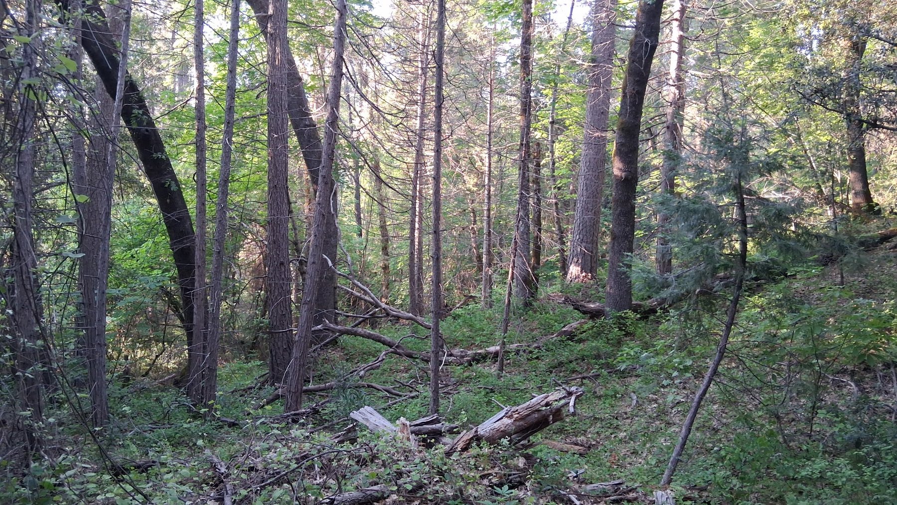Wooded acreage