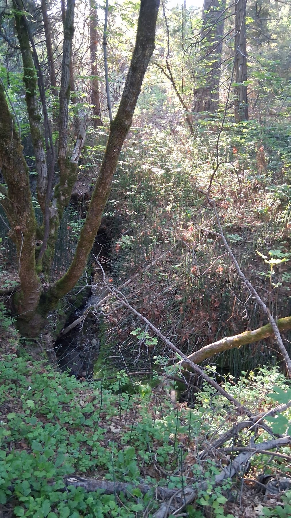 Open ground and timber