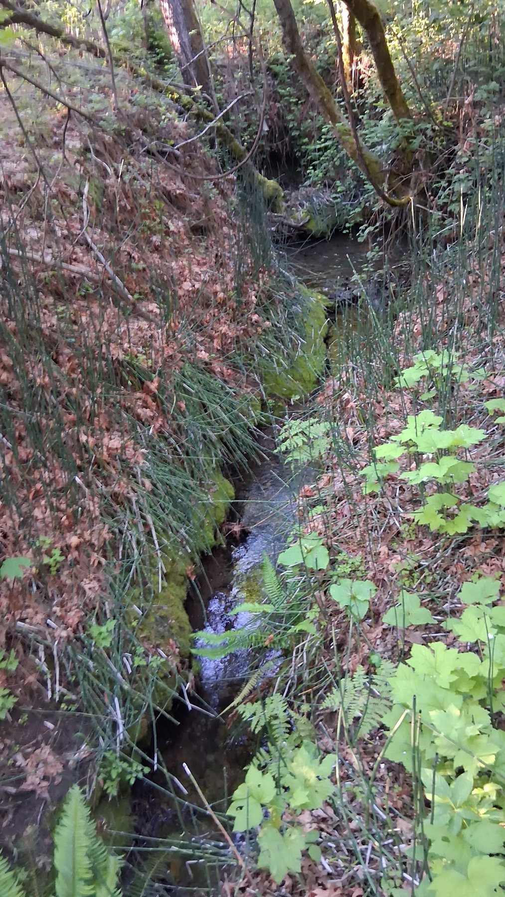 Water and vegetation