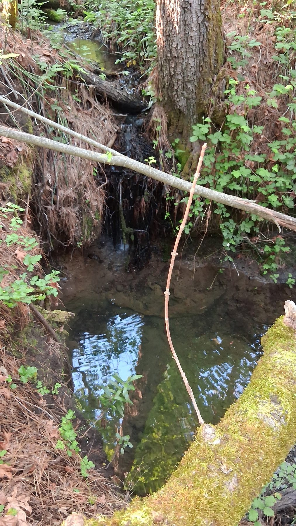 Shasta County property landscape