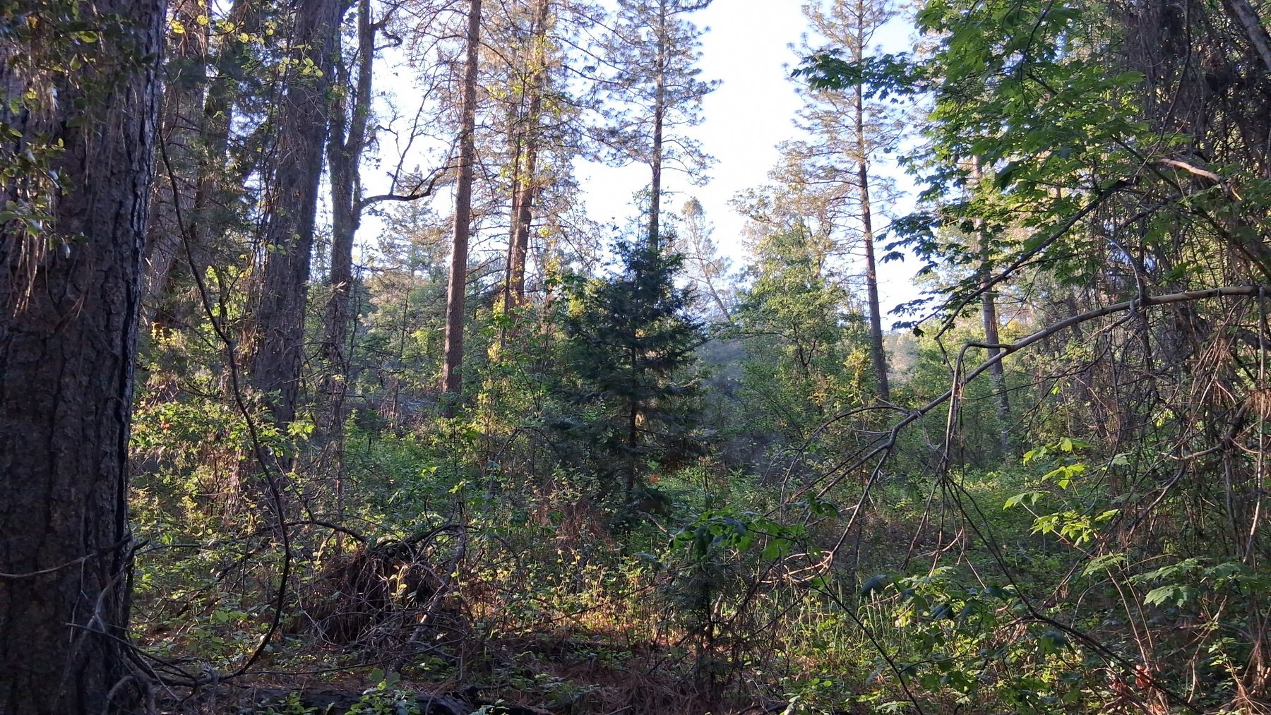 Wooded acreage