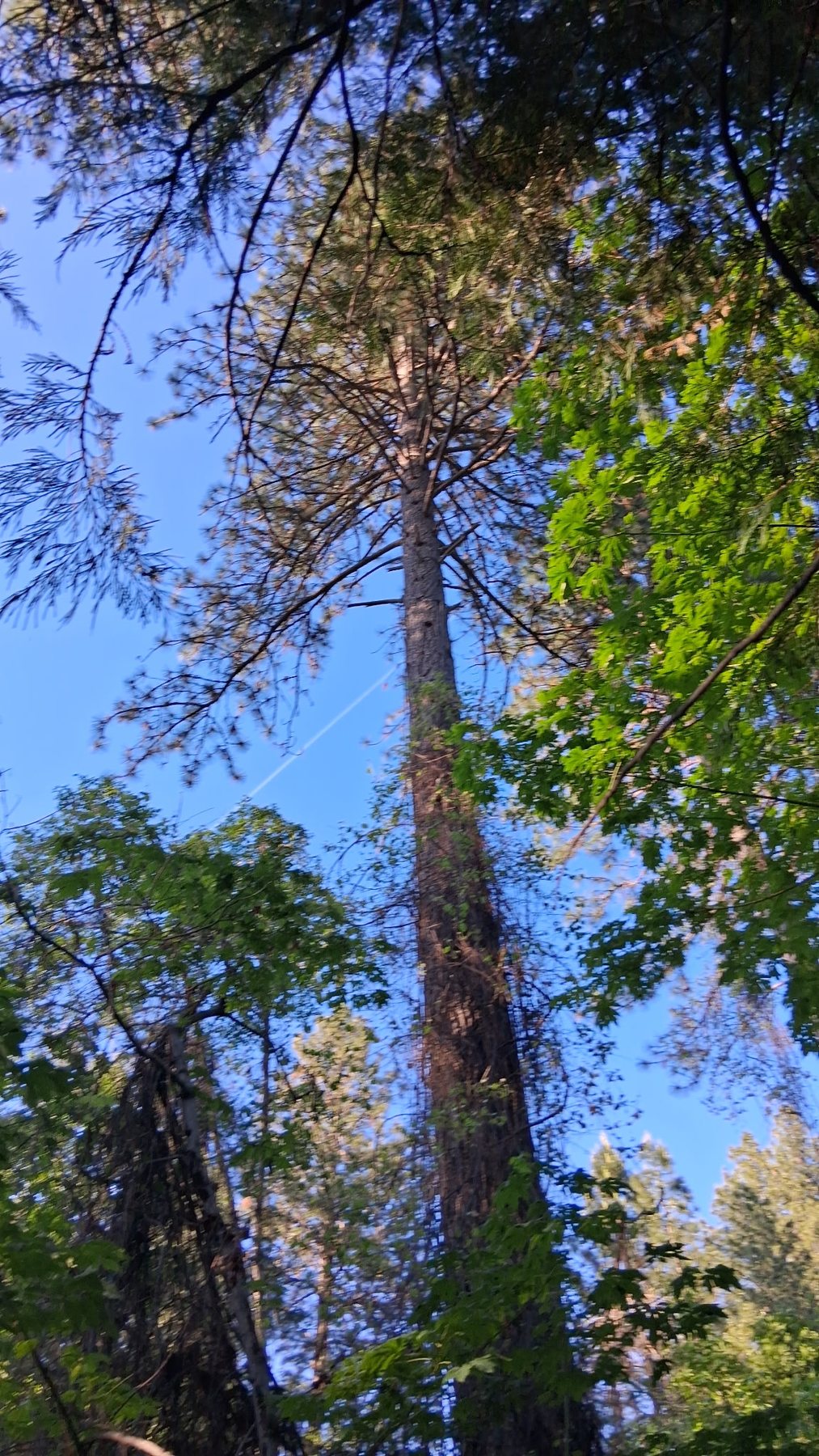 Open ground and timber