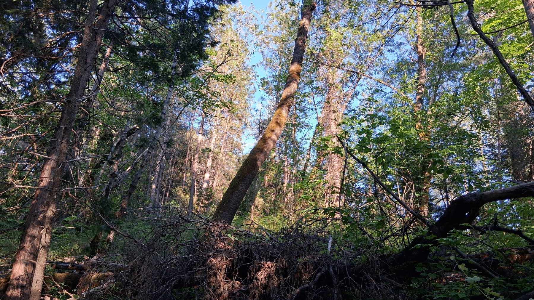 Northern California land view