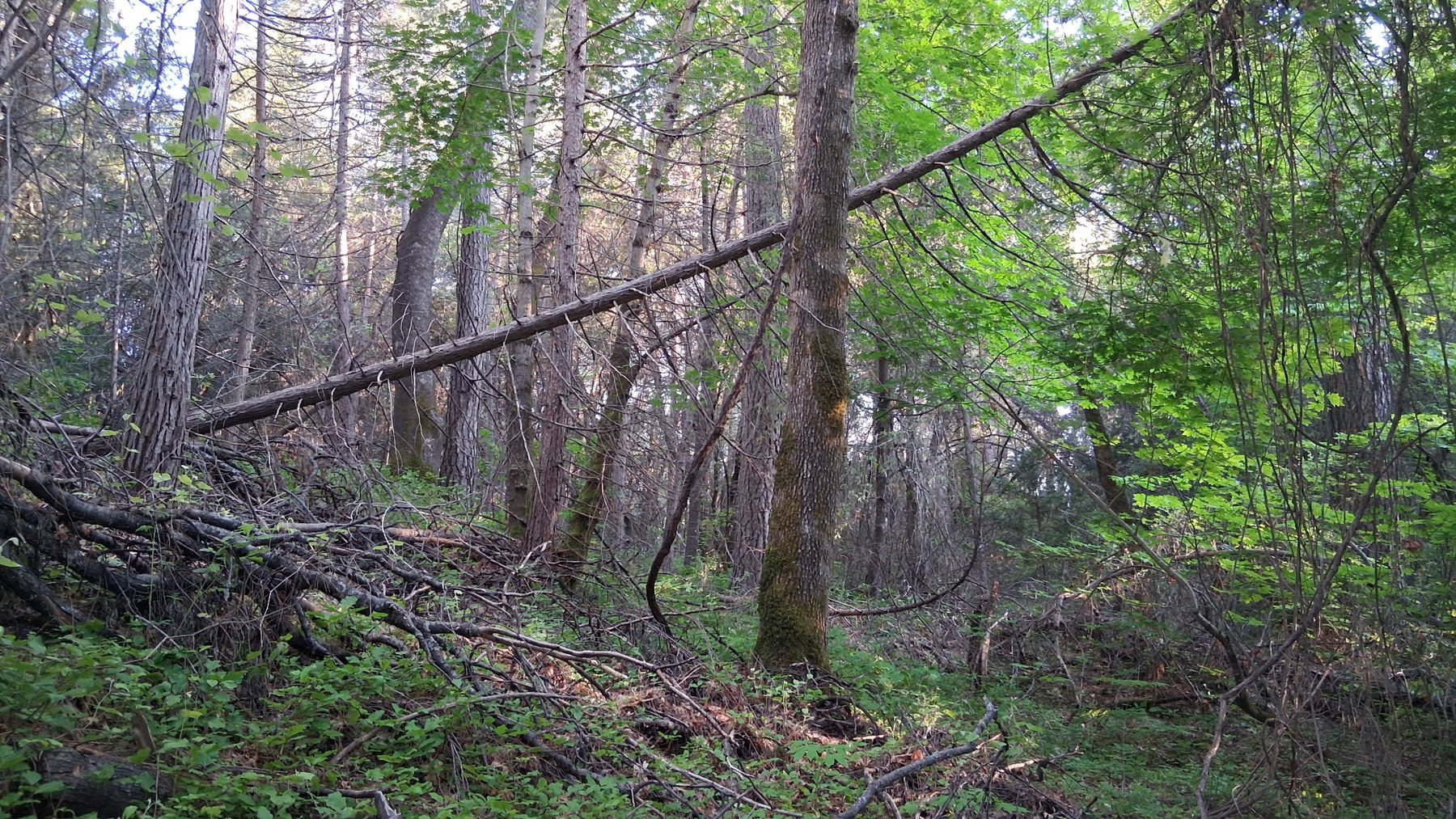 Shasta County property landscape