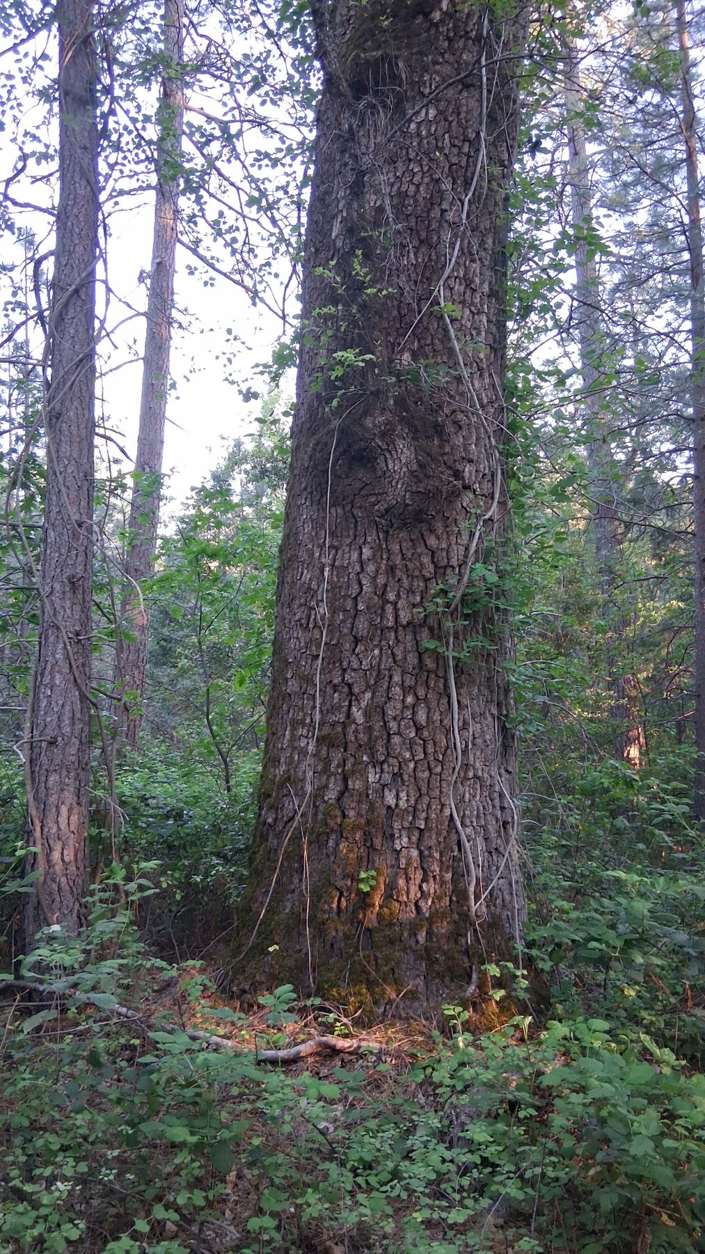 Open ground and timber