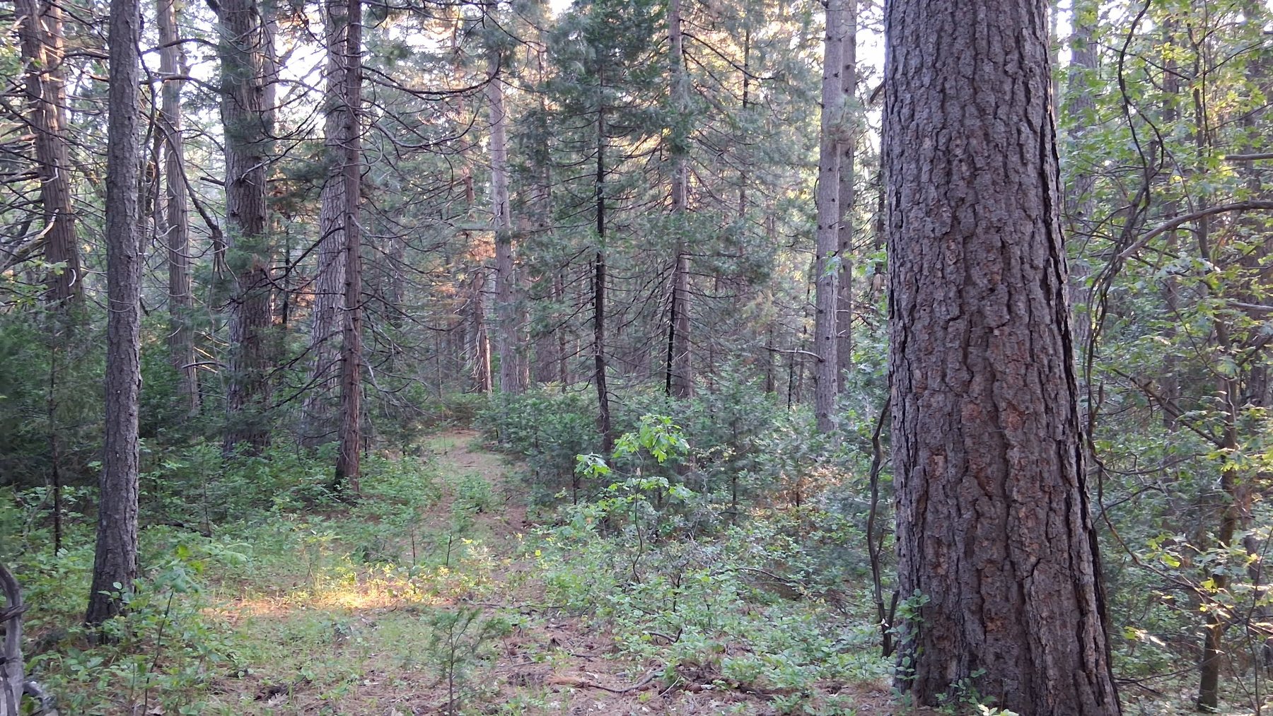Northern California land view