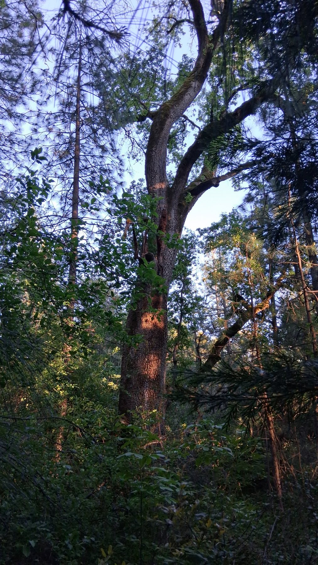 Northern California land view