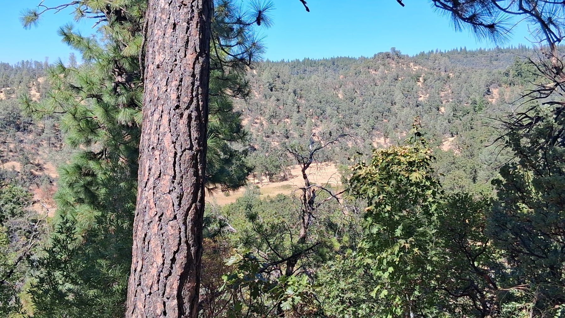 Wooded acreage