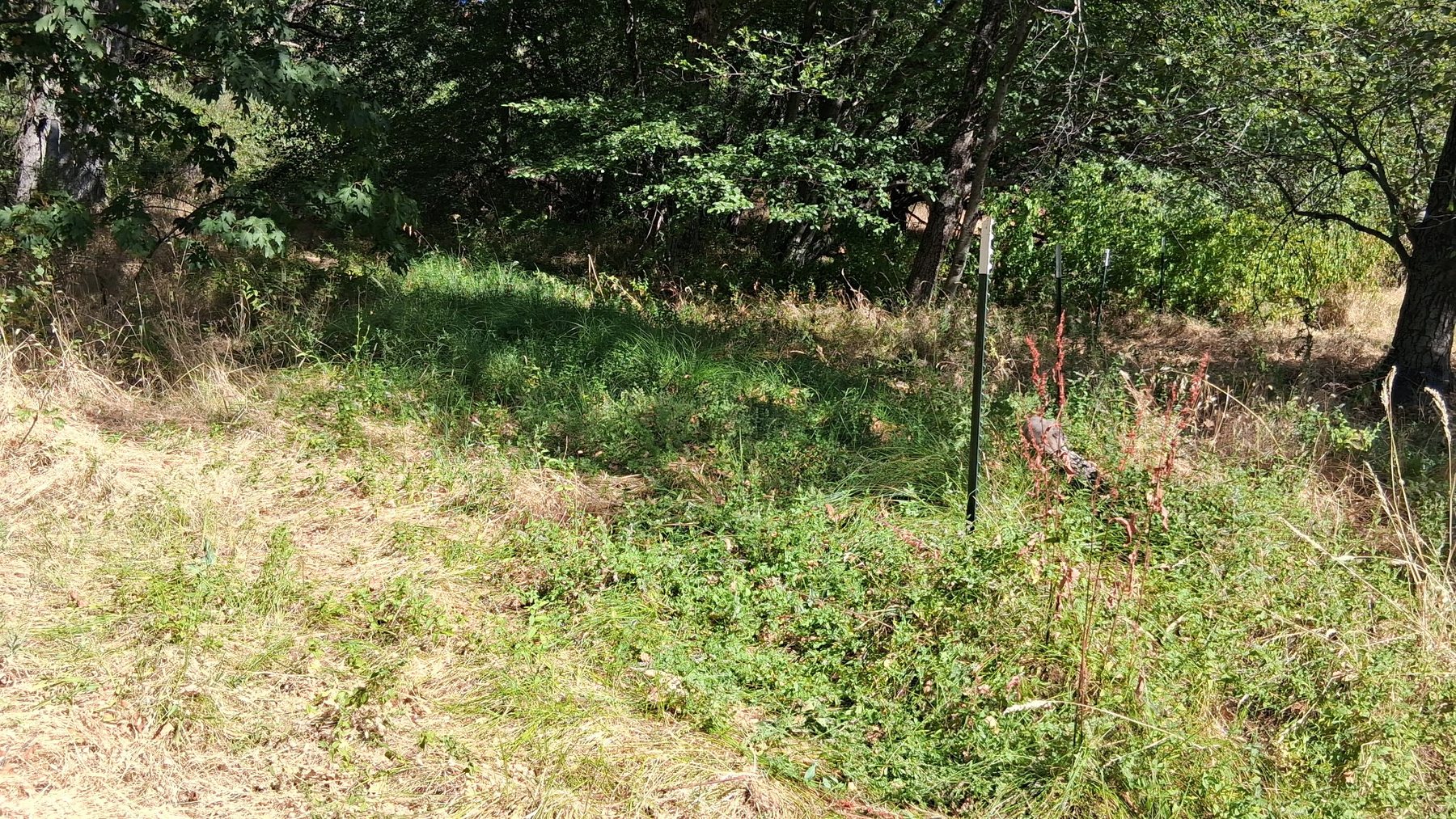 Wooded acreage