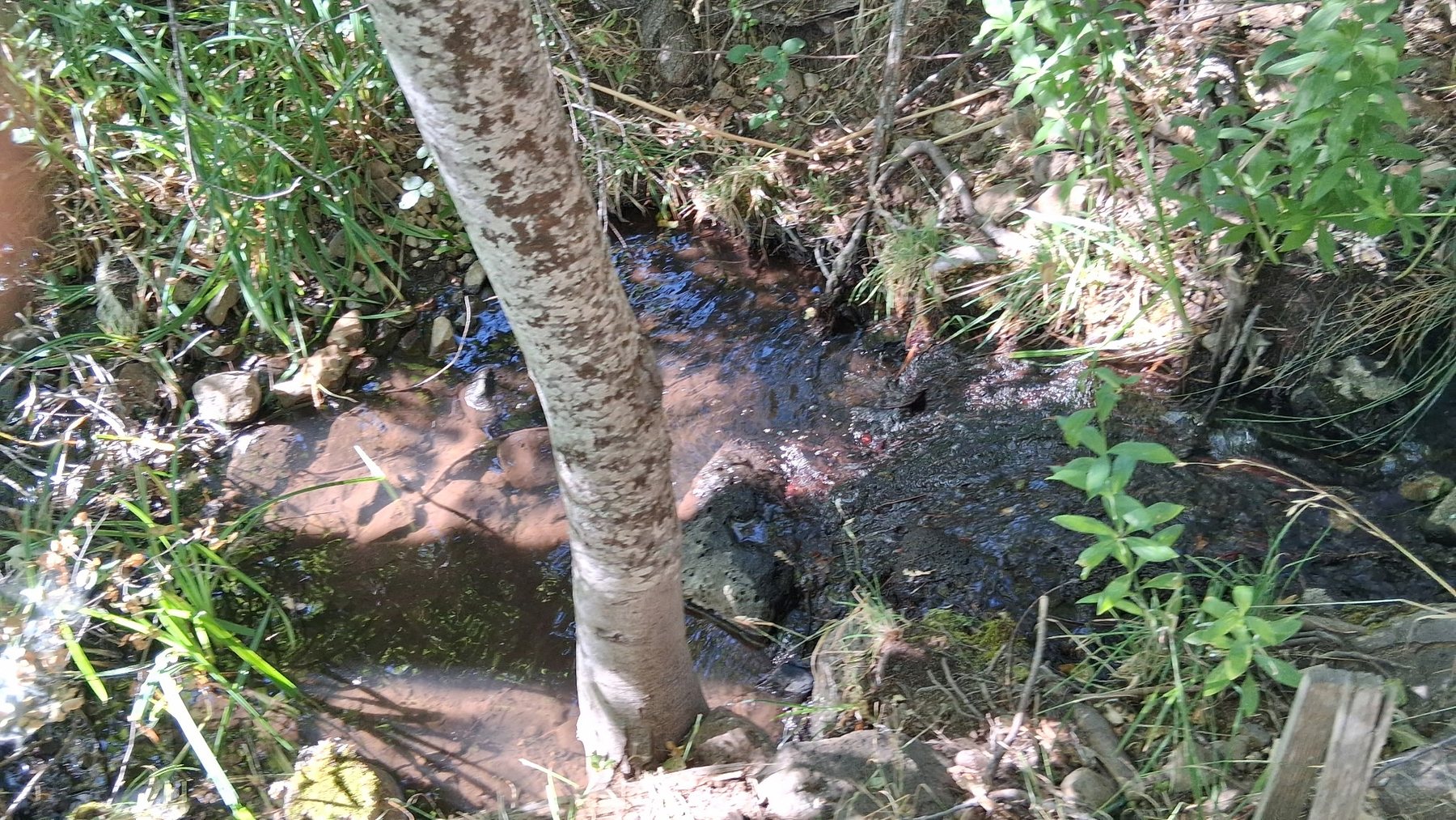 Open ground and timber