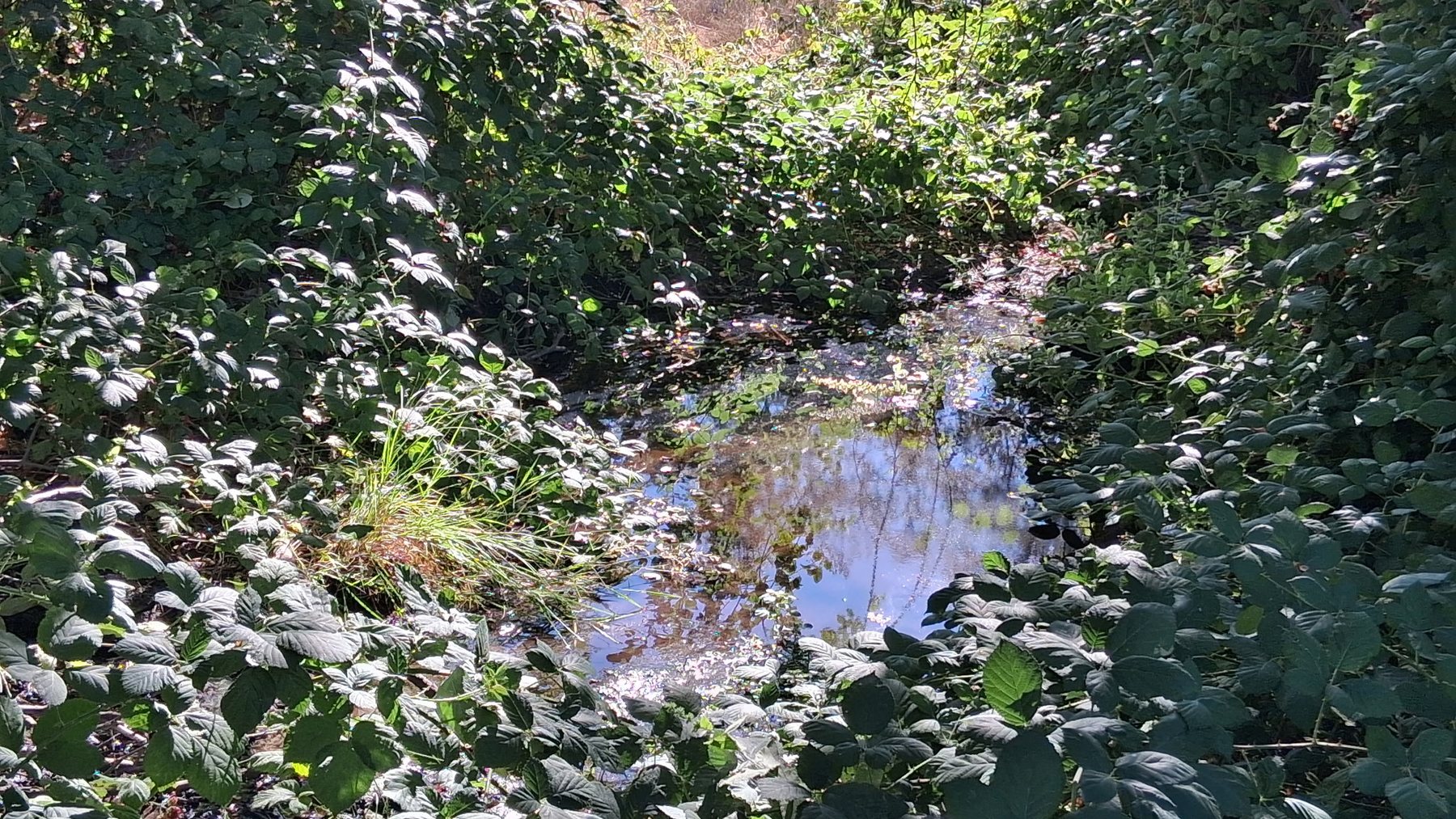 Water and vegetation