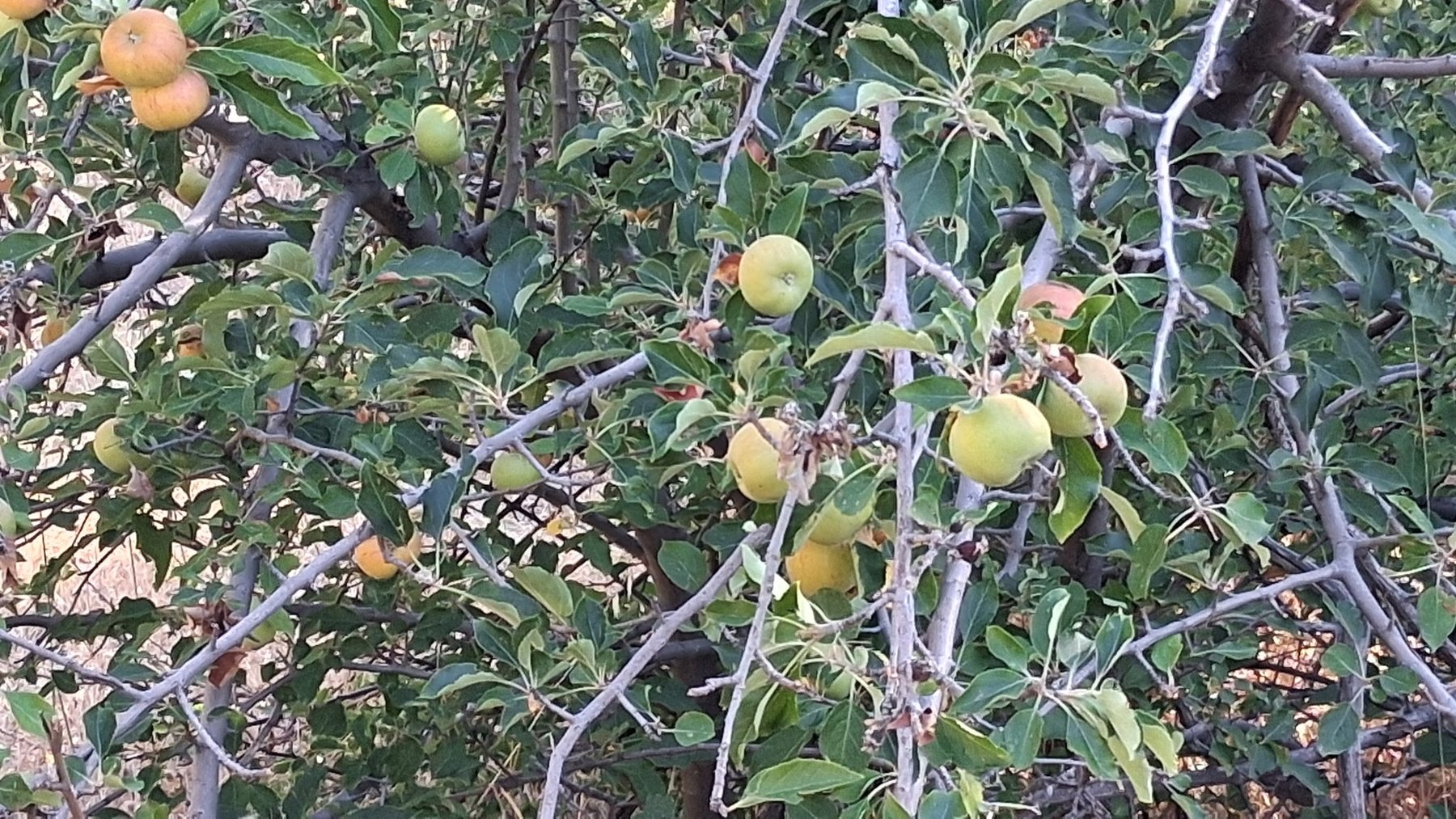 Shasta County property landscape