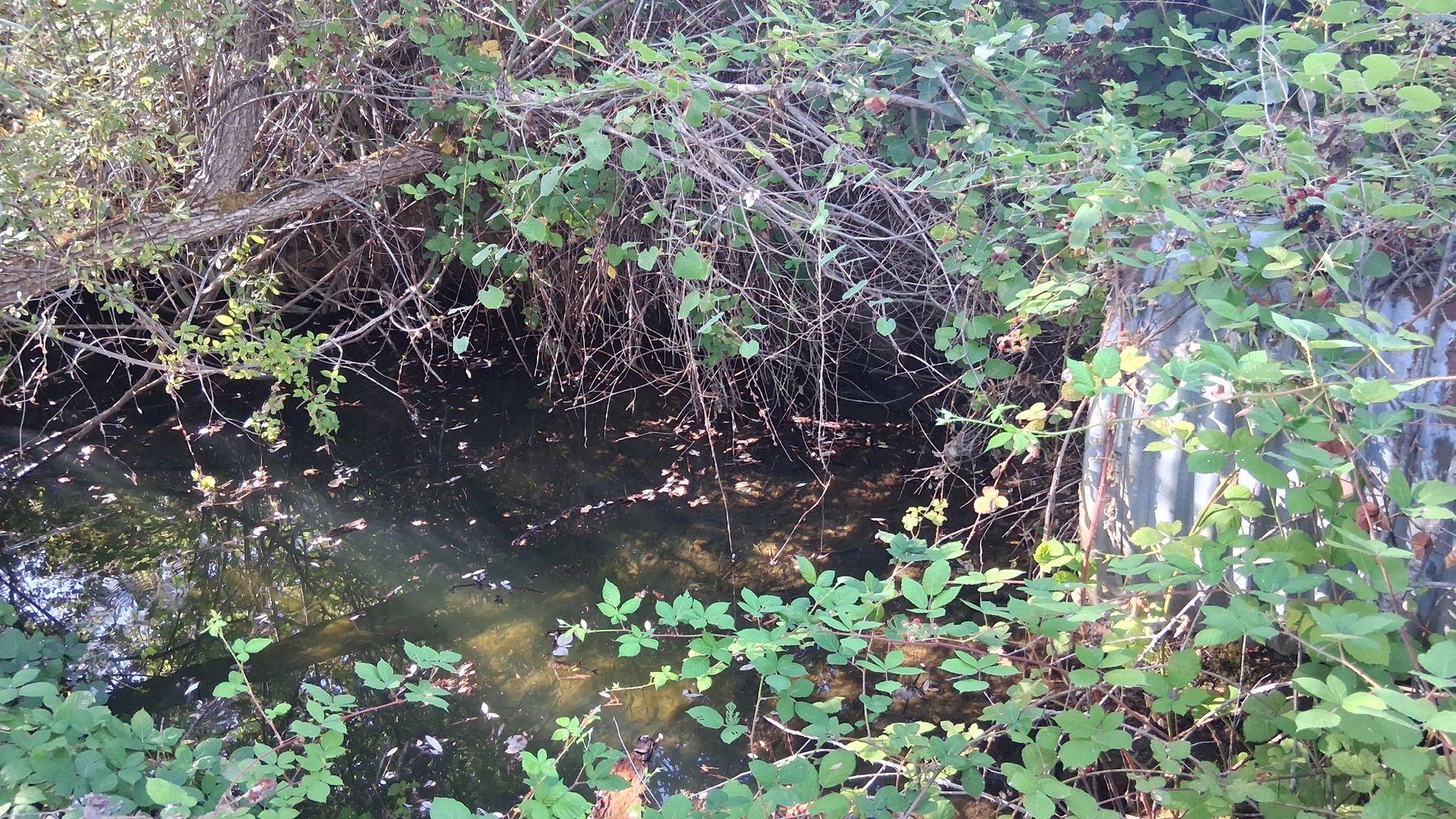 Water and vegetation