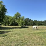 land for sale near Redding California 4.5 acres two parcels